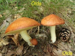 Klikni pro velký obrázek