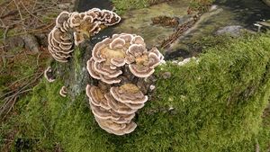 Outkovka pestrá - Trametes versicolor (L.) Lloyd 1921