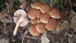 Křehutka vodomilná - Psathyrella piluliformis (Bull.) P.D. Orton 1969