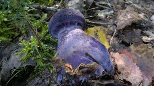 Pavučinec fialový - Cortnarius (Cortinarius) violaceus (L.) Gray