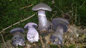 Pavučinec fialový - Cortnarius (Cortinarius) violaceus (L.) Gray