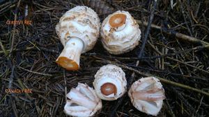 Bedla červenající - Chlorophyllum rachodes (Vittad.) Vellinga 2002