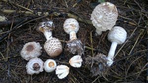 Bedla červenající - Chlorophyllum rachodes (Vittad.) Vellinga 2002