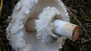 Bedla červenající - Chlorophyllum rachodes (Vittad.) Vellinga 2002