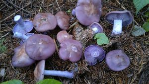 Čirůvka fialová - Lepista nuda (Bull.) Cooke 1871