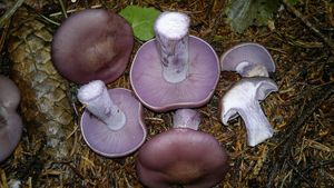 Čirůvka fialová - Lepista nuda (Bull.) Cooke 1871