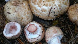 Pečárka lesní - Agaricus sylvaticus Schaeff. 1774