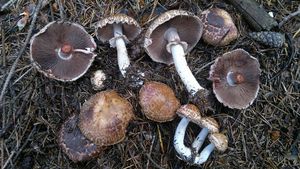 Pečárka lesní - Agaricus silvaticus Schaeff.