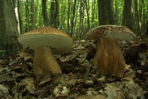 Klikni pro velký obrázek