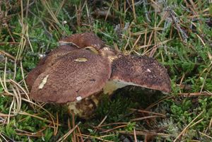 Klikni pro velký obrázek