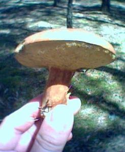 Klikni pro velký obrázek