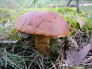 Klikni pro velký obrázek