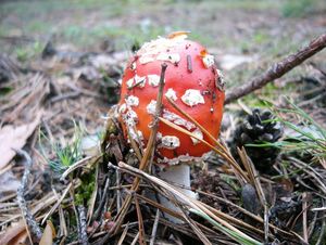 Klikni pro velký obrázek