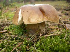 Klikni pro velký obrázek