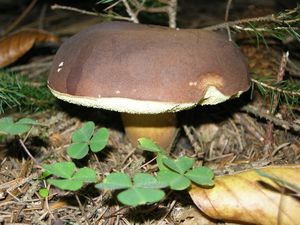 Klikni pro velký obrázek