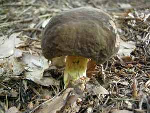 Klikni pro velký obrázek