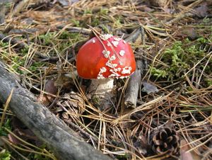 Klikni pro velký obrázek