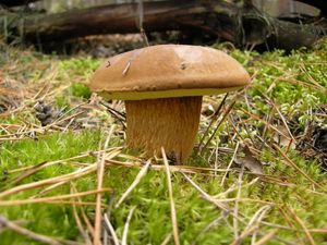 Klikni pro velký obrázek