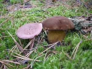 Klikni pro velký obrázek