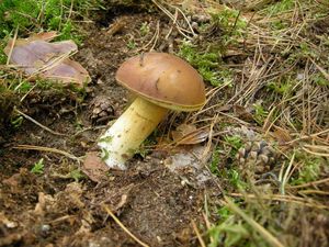 Klikni pro velký obrázek