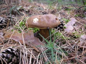 Klikni pro velký obrázek