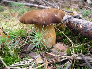 Klikni pro velký obrázek