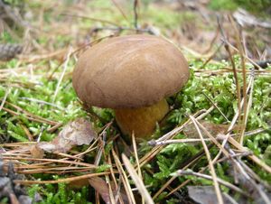 Klikni pro velký obrázek