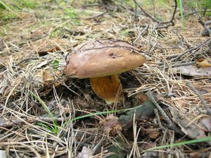 Klikni pro velký obrázek