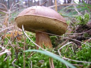 Klikni pro velký obrázek