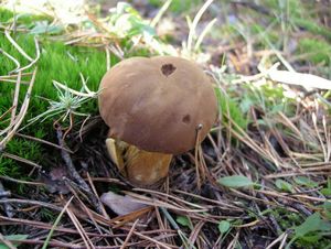 Klikni pro velký obrázek