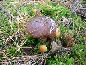 Klikni pro velký obrázek