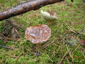 Klikni pro velký obrázek