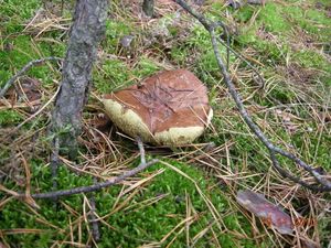 Klikni pro velký obrázek