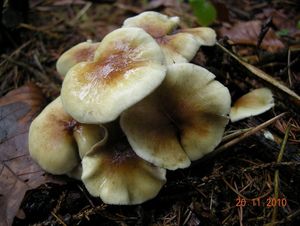 Klikni pro velký obrázek