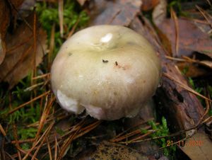 Klikni pro velký obrázek