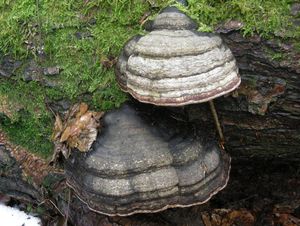 Troudnatec kopytovitý - Fomes fomentarius  (L.:Fr.) Fr.