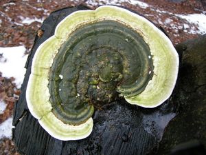 Outkovka hrbatá - Trametes gibbosa (Pers.) Fr. 1838