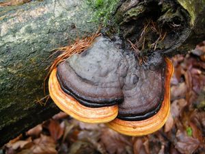 Troudnatec pásovaný - Fomitopsis pinicola (Sowerby) P. Karst.