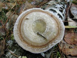 Outkovka chlupatá - Trametes hirsuta