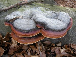 Troudnatec pásovaný - Fomitopsis pinicola (Sowerby) P. Karst.