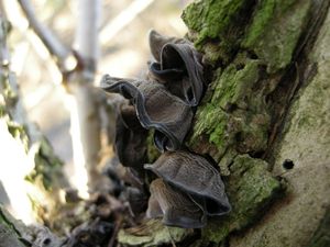 Boltcovitka ucho Jidášovo - Auricularia auricula-judae (Bull.) Quél. 1886