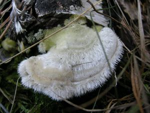 Outkovka chlupatá - Trametes hirsuta