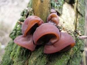 Boltcovitka ucho Jidášovo - Auricularia auricula-judae (Bull.) Quél. 1886