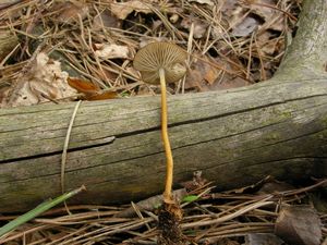 Klikni pro velký obrázek