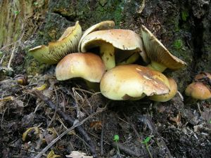 Klikni pro velký obrázek