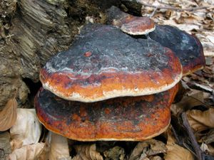 Troudnatec pásovaný - Fomitopsis pinicola (Sw.) P. Karst. 1881