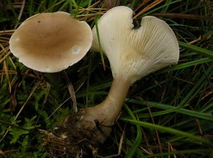 Strmělka kyjonohá - Ampulloclitocybe clavipes (Pers.) Redhead, Lutzoni, Moncalvo & Vilgalys 2002