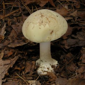 Muchomůrka citronová - Amanita mappa