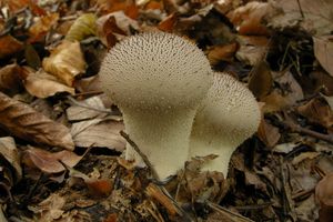Pýchavka obecná - Lycoperdon perlatum Pers. 1796