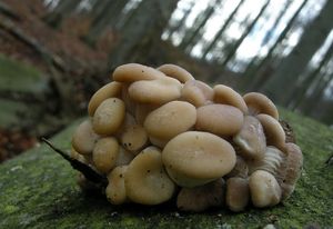 Hlíva ústřičná - Pleurotus ostreatus (Jacq.) P. Kumm. 1871